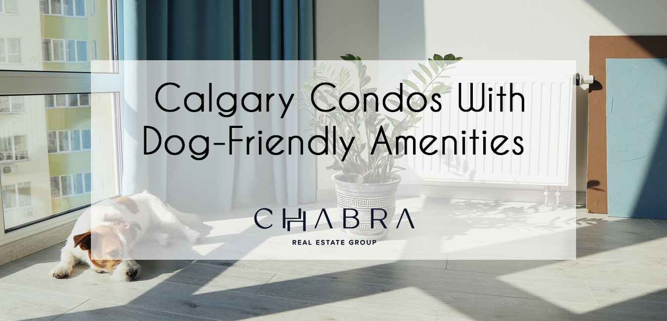 Calgary Condos With Dog-Friendly Amenities 